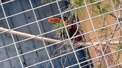 Eclectus roratus polychloros