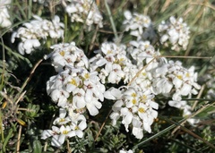 Iberis saxatilis