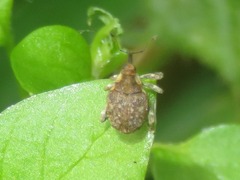 Parethelcus pollinarius