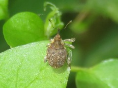 Parethelcus pollinarius