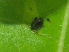 Psylliodes chrysocephala