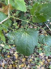 Clematis vitalba