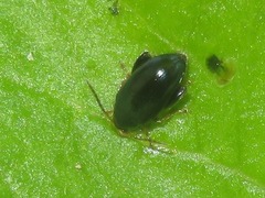 Psylliodes chrysocephala