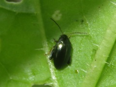 Psylliodes chrysocephala