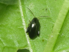Psylliodes chrysocephala