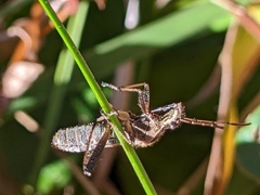 Coreoidea