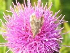 Anthophila fabriciana