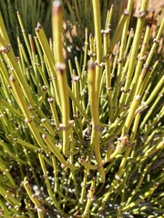Ephedra viridis