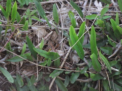 Microgramma mortoniana