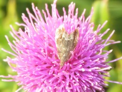 Anthophila fabriciana