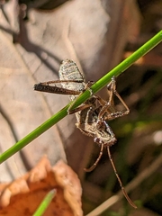 Coreoidea