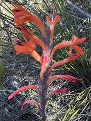 Watsonia angusta