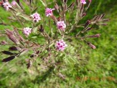 Stevia viscida