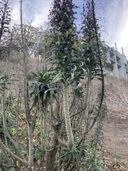 Echium pininana