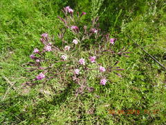 Stevia viscida