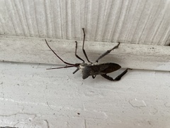 Acanthocephala femorata