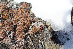 Dracophyllum recurvum