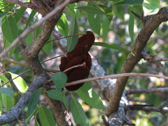 Ravenelia