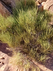 Ephedra viridis