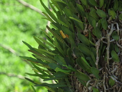 Microgramma mortoniana