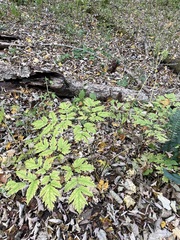 Actaea