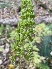 Actaea