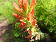 Castilleja tenuiflora