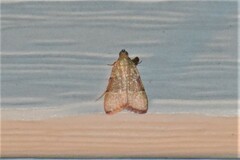 Basacallis tarachodes