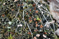 Peltigera rufescens