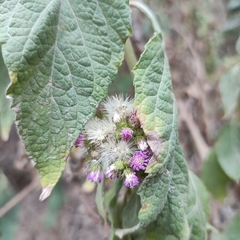 Asteraceae