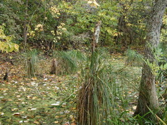 Carex decomposita