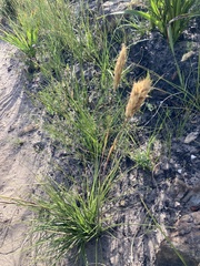 Geochloa