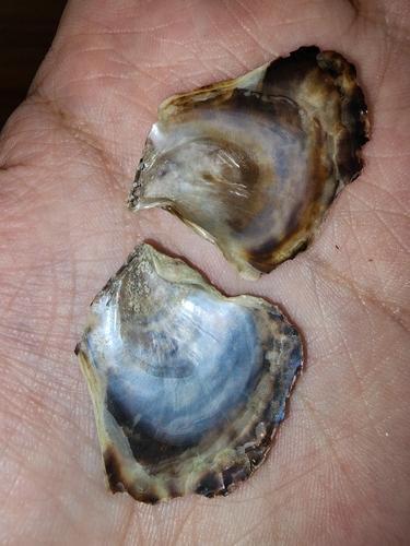 Flat Tree Oyster