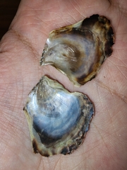 Isognomon alatus