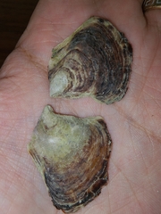 Isognomon alatus