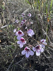 Pelargonium tricolor