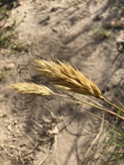 Geochloa