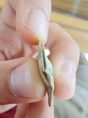 Isognomon alatus