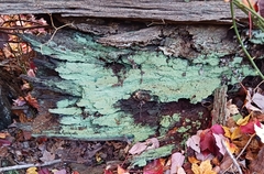 Lecanora thysanophora