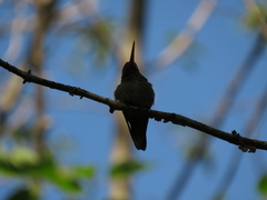 Hylocharis chrysura