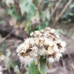 Asteraceae