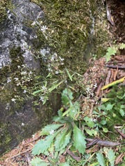 Micranthes petiolaris