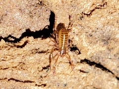 Chthoniidae