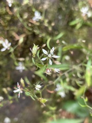 Micranthes petiolaris