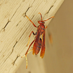 Polistes canadensis