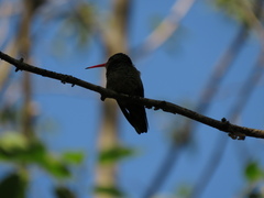Hylocharis chrysura