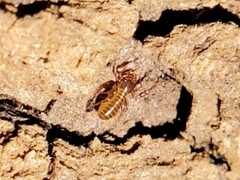 Chthoniidae