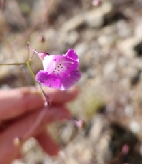 Agalinis edwardsiana