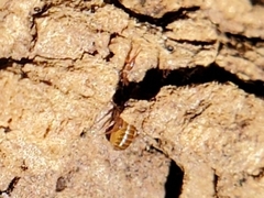 Chthoniidae