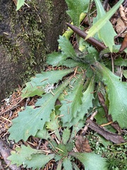 Micranthes petiolaris